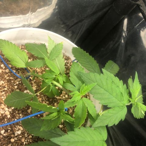 Natural growlog photo: LST muito doido kkkk