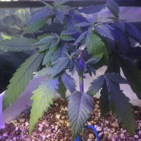 Natural growlog photo: As luzes já estão fracas para ela já estou providenciando um chip cob 