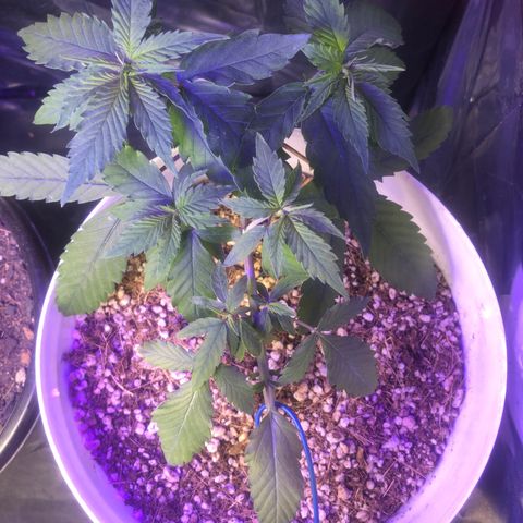 Natural growlog photo: As luzes já estão fracas para ela já estou providenciando um chip cob 
