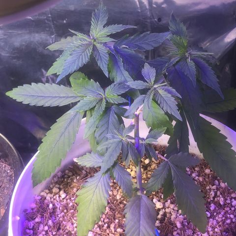 Natural growlog photo: As luzes já estão fracas para ela já estou providenciando um chip cob 
