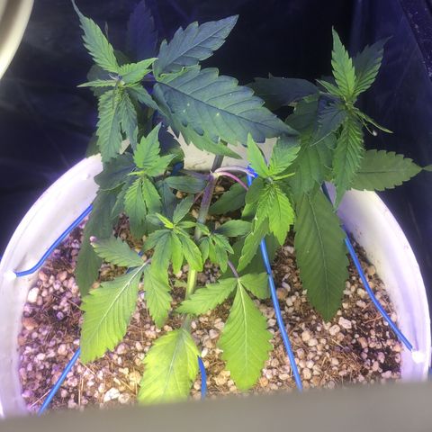 Natural growlog timeline photo