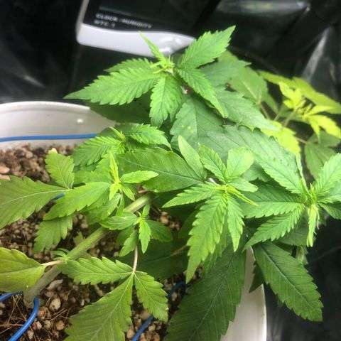 Natural growlog photo: Borrifei hormônio do crescimento nelas