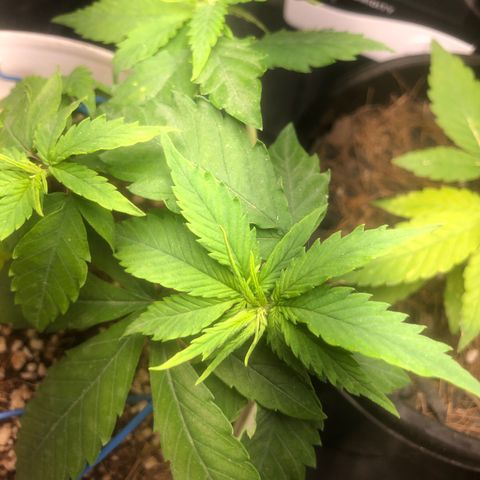 Natural growlog photo: Borrifei hormônio do crescimento nelas