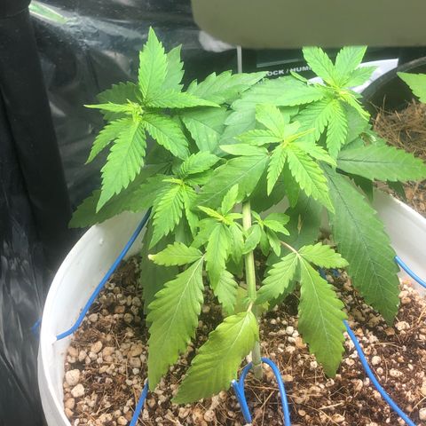 Natural growlog timeline photo