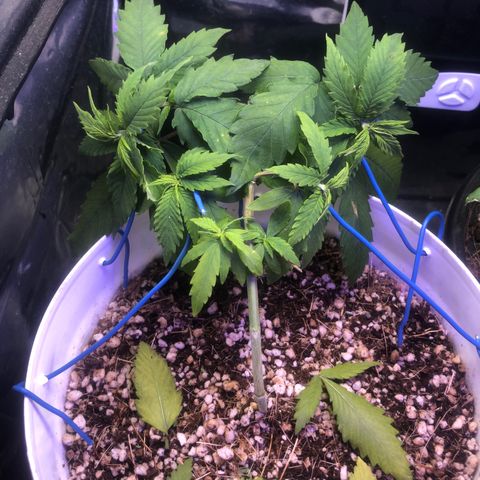 Natural growlog timeline photo