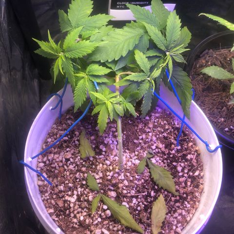 Natural growlog timeline photo