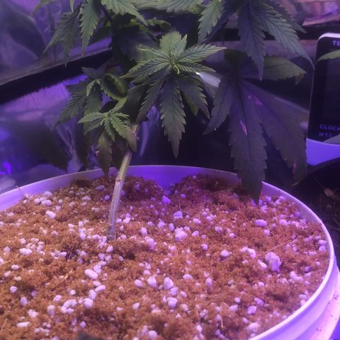 Natural growlog photo: Retirei as amarras kkkk a luz já está muito fraca para elas comprei um led cob mas ainda não chegou 