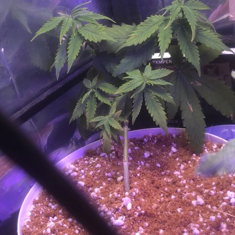 Natural growlog photo: Retirei as amarras kkkk a luz já está muito fraca para elas comprei um led cob mas ainda não chegou 