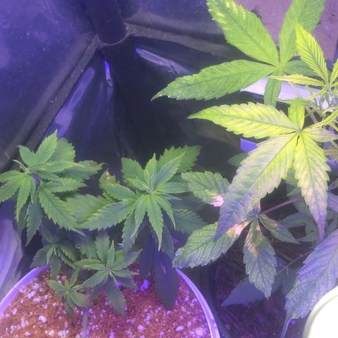 Natural growlog photo: Retirei as amarras kkkk a luz já está muito fraca para elas comprei um led cob mas ainda não chegou 