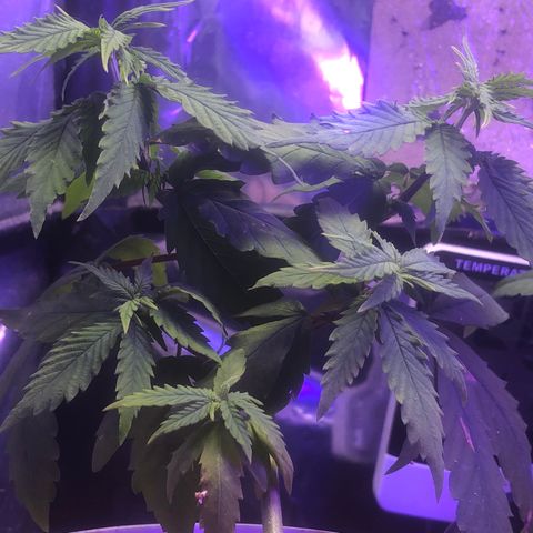 Natural growlog photo: Retirei as amarras kkkk a luz já está muito fraca para elas comprei um led cob mas ainda não chegou 