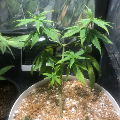 Natural growlog timeline photo