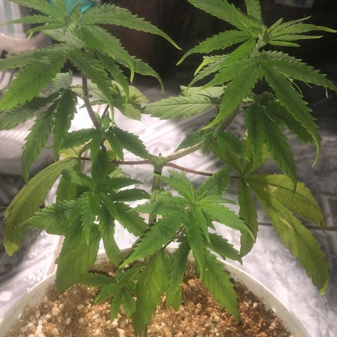 Natural growlog timeline photo