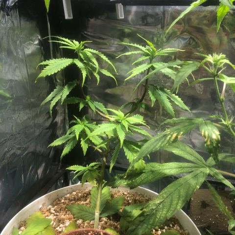 Natural growlog timeline photo
