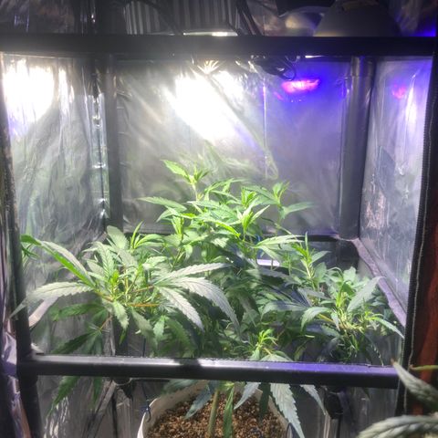 Natural growlog photo: 100 dias hoje 

Várias podas já foram feita farias amarras várias modificações ao longo do tempo