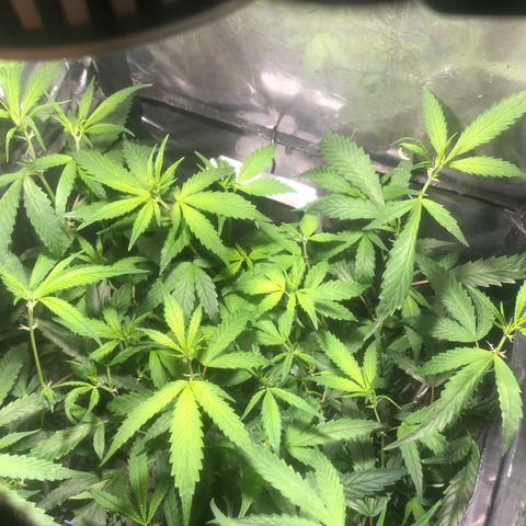 Natural growlog timeline photo