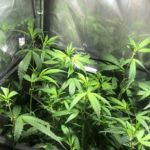Natural growlog timeline photo