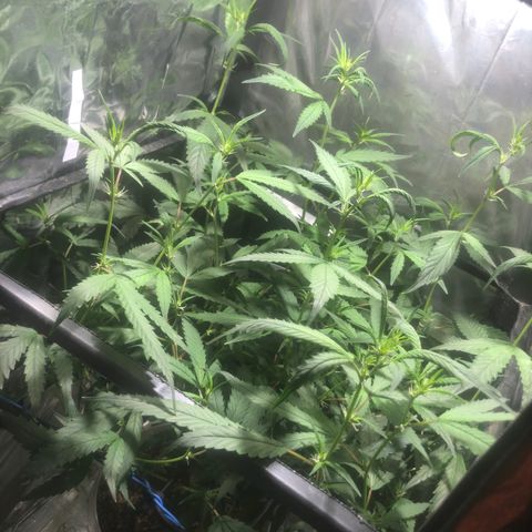Natural growlog timeline photo