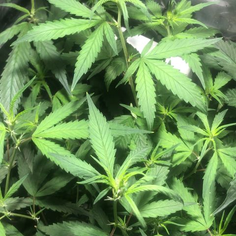 Natural growlog timeline photo