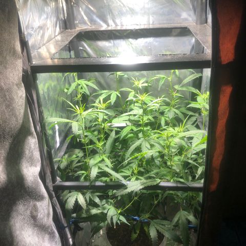 Natural growlog photo: Apresentou uma falta de nutrição já consegui corrigi-la faz 2 dias 