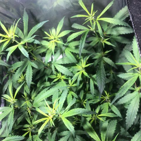 Natural growlog photo: Apresentou uma falta de nutrição já consegui corrigi-la faz 2 dias 