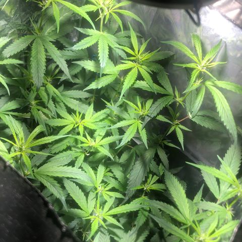 Natural growlog photo: 5 dias de pré flora