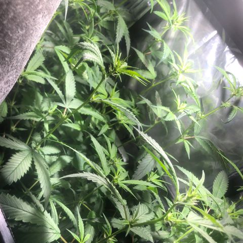 Natural growlog photo: 5 dias de pré flora