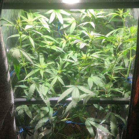 Natural growlog photo: Lolipoping 