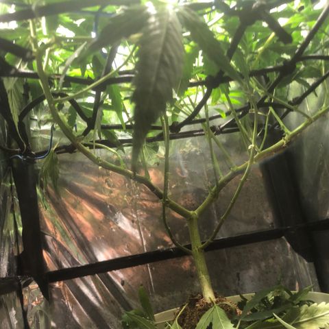 Natural growlog photo: Lolipoping 