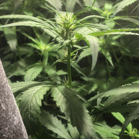 Natural growlog timeline photo