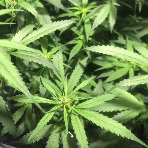 Natural growlog timeline photo