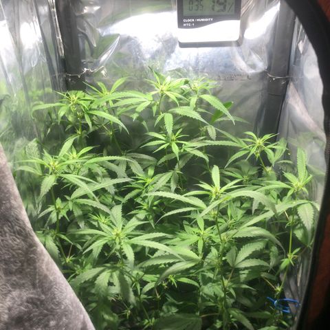 Natural growlog timeline photo