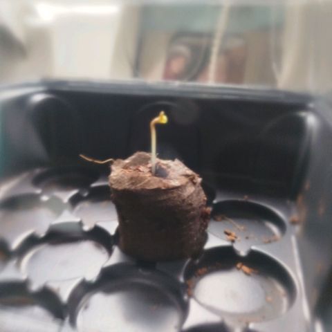 Green Poison  growlog timeline photo