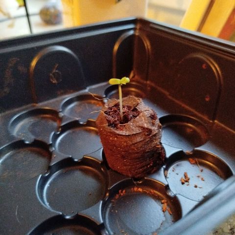 Green Poison  growlog photo: Ist jetzt von der Farbe her etwas satter. 