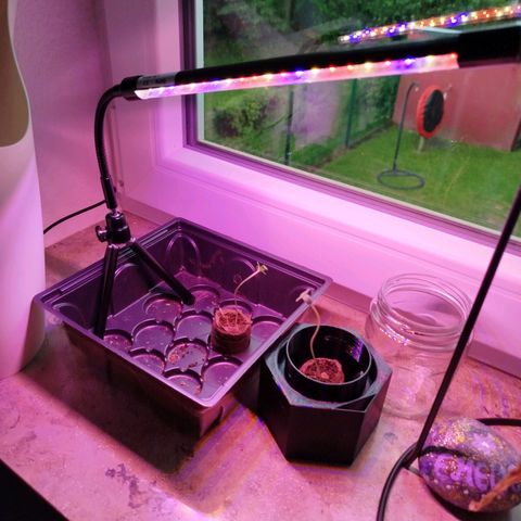 Green Poison  growlog photo: Ab heute Abend. Die nächsten Tage zu dunkel. 