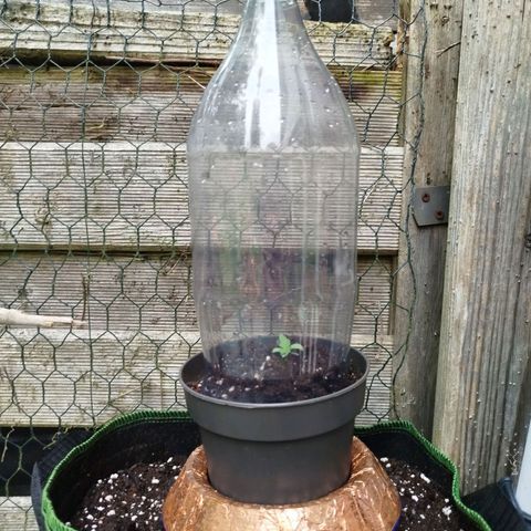 Green Poison  growlog timeline photo