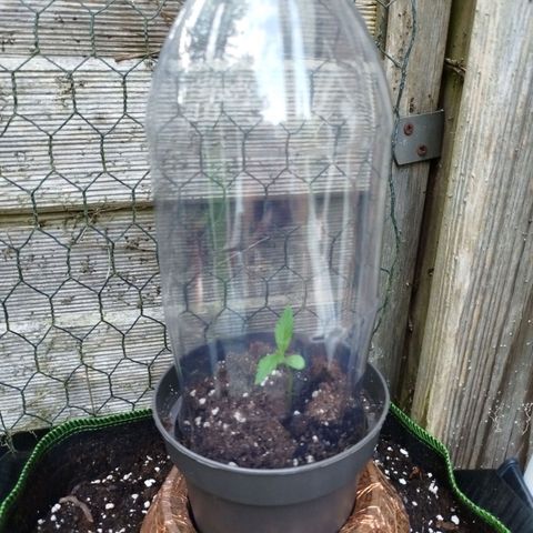 Green Poison  growlog timeline photo