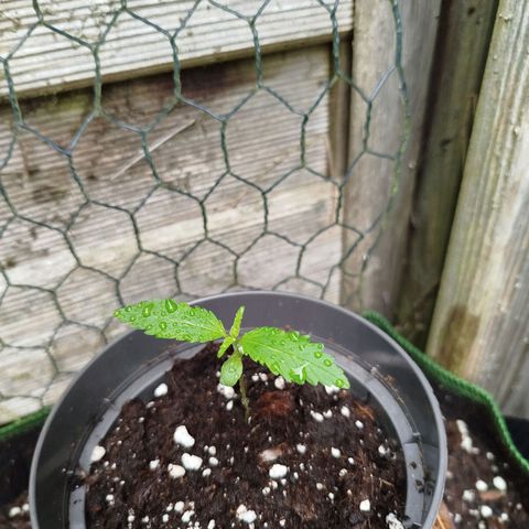 Green Poison  growlog timeline photo