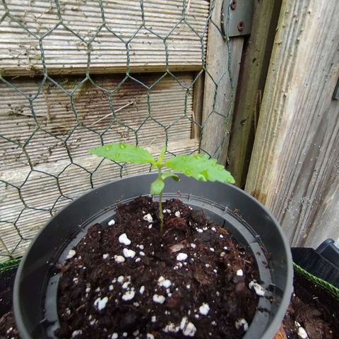 Green Poison  growlog timeline photo