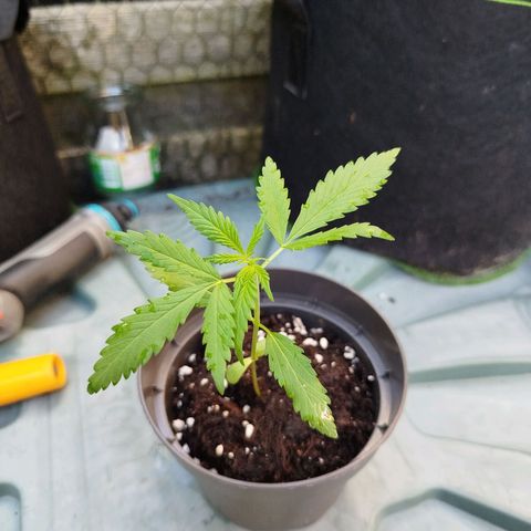 Green Poison  growlog timeline photo