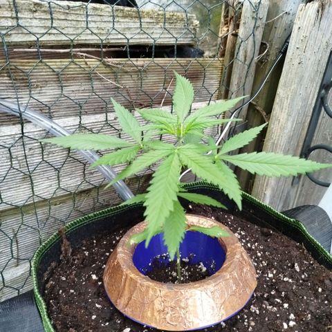 Green Poison  growlog timeline photo