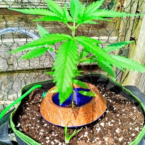 Green Poison  growlog photo: Drei 5er Blattpaare