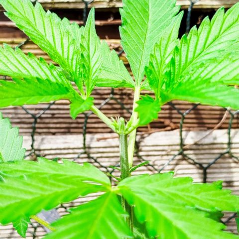 Green Poison  growlog photo: Drei 5er Blattpaare