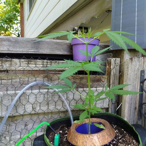 Green Poison  growlog timeline photo