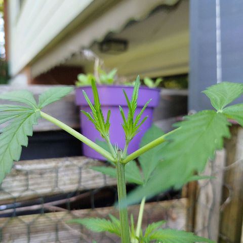 Green Poison  growlog timeline photo