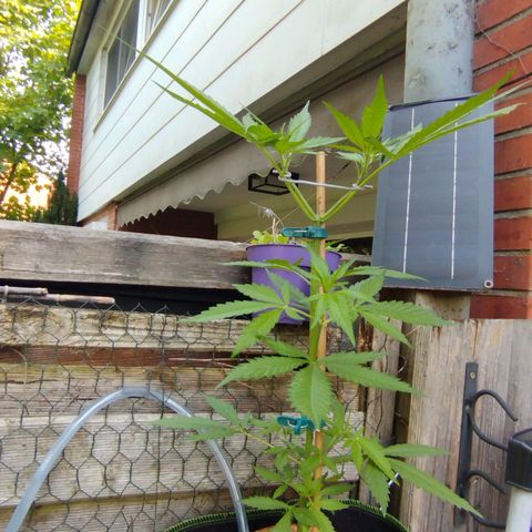 Green Poison  growlog timeline photo
