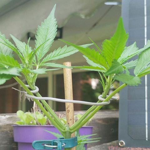 Green Poison  growlog timeline photo