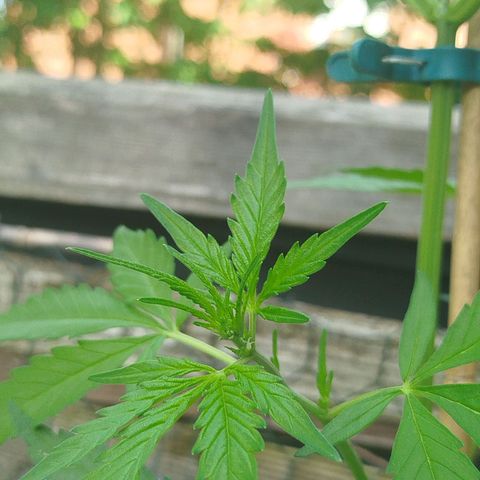 Green Poison  growlog photo: Blütenphase?