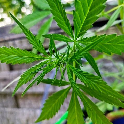 Green Poison  growlog photo: Blütephase 