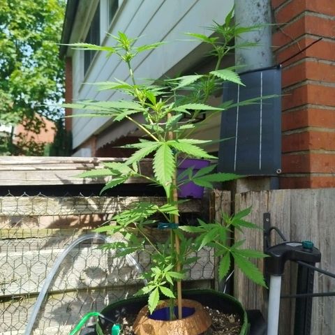 Green Poison  growlog timeline photo