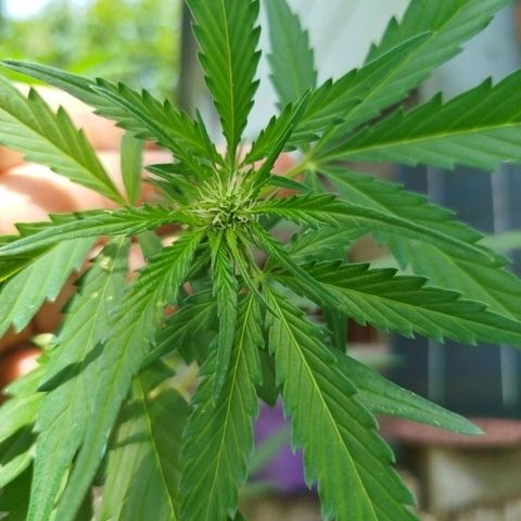 Green Poison  growlog timeline photo